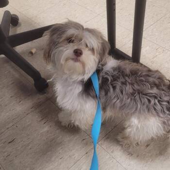 Kai-RTO -  Lhasa Apso Dog Available for Adoption in East St. Louis, Illinois - Kai-RTO | PetCurious