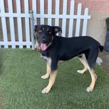 MACK -  German Shepherd Dog and Mixed Breed Dog for Adoption in Modesto, California - MACK | PetCurious