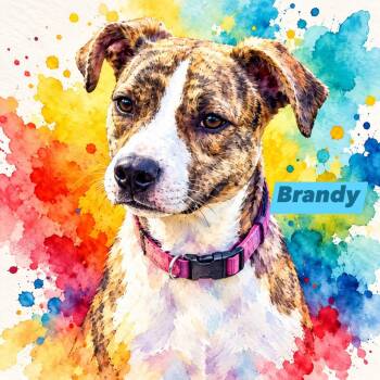 Brandy -  Catahoula Leopard Dog Dog for Adoption in Fort Mill, South Carolina - Brandy | PetCurious