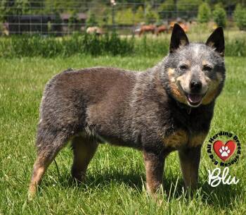 Rescue Cattle Dog Dogs for Adoption in Joliet, Illinois - Blu | PetCurious