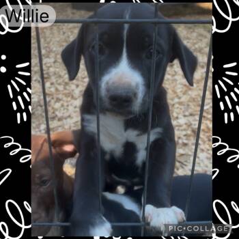 Rescue Pit Bull Terrier Dogs for Adoption in Jena, Louisiana - Willie | PetCurious