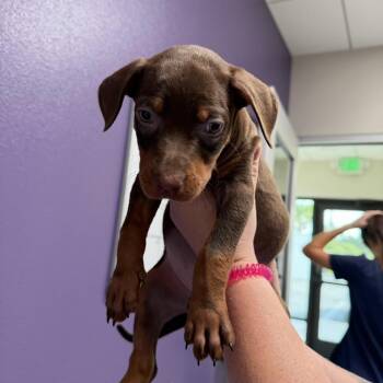 Ty-lee -  Mixed Breed Dog for Adoption in Englewood, Florida - Ty-lee | PetCurious