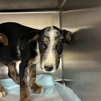 Chive -  Mixed Breed Dog for Adoption in Corbin, Kentucky - Chive | PetCurious