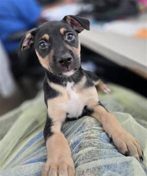 Mixed Breed Dogs Available for Adoption - MARISSA | PetCurious
