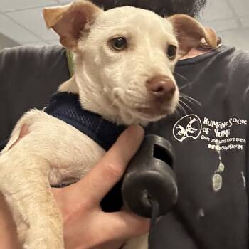 Rescue Chihuahua Dogs for Adoption in Yuma, Arizona - Jasper | PetCurious