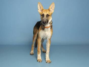BANANA SPLIT -  German Shepherd Dog Dog for Adoption in Phoenix, Arizona - BANANA SPLIT | PetCurious