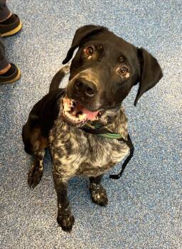 26-317 Hunter -  Pointer Dog for Adoption in Tarboro, North Carolina - 26-317 Hunter | PetCurious
