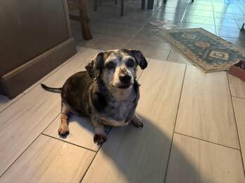 Olivia -  Dachshund Dog for Adoption in Fort Walton Beach, Florida - Olivia | PetCurious