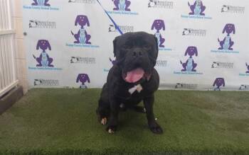 Bullmastiff Dogs Available for Adoption in Orlando, Florida - BEAR | PetCurious