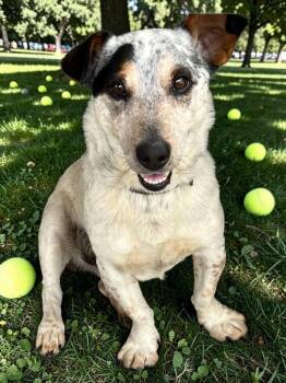 Beauregard -  Jack Russell Terrier and Australian Cattle Dog Blue Heeler Dog for Adoption in Little Rock, Arkansas - Beauregard | PetCurious