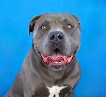 PRESSURE -  Pit Bull Terrier Dog for Adoption in Pasadena, California - PRESSURE | PetCurious