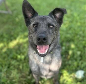 Ringo -  Mixed Breed Dog for Adoption in Dubuque, Iowa - Ringo | PetCurious