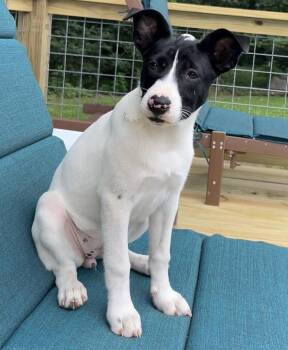 Pippa -  Border Collie Dog for Adoption in Nashville, Tennessee - Pippa | PetCurious