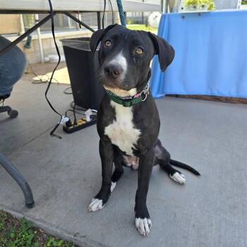 PEBBLE -  Labrador Retriever Dog for Adoption in Long Beach, California - PEBBLE | PetCurious