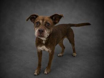 DESTINY -  Labrador Retriever Dog for Adoption in Winter Haven, Florida - DESTINY | PetCurious