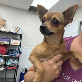 Pooh -  Mixed Breed Dog for Adoption in Fredericksburg, Virginia - Pooh | PetCurious