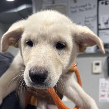 Ophelia (Snowball Litter) -  Great Pyrenees and Mixed Breed Dog for Adoption in Tampa, Florida - Ophelia (Snowball Litter) | PetCurious