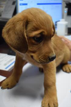 Terrier and Mixed Breed Dogs Available for Adoption in Pahrump, Nevada - Bonnie P3 | PetCurious