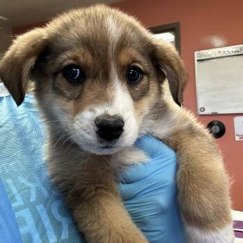 Mixed Breed Dogs Available for Adoption in Flagstaff, Arizona - Wren | PetCurious