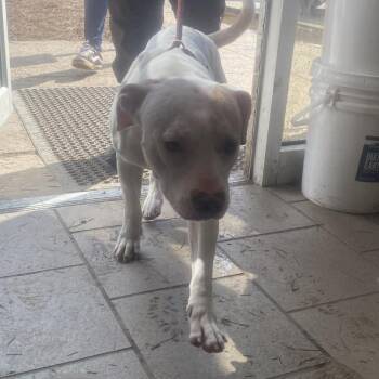 Zena -  Mixed Breed Dog for Adoption in Huntington, West Virginia - Zena | PetCurious