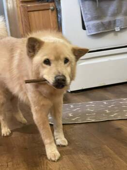 Chow Chow Dogs Available for Adoption - Anastasia | PetCurious