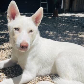 Molly -  Siberian Husky Dog for Adoption in Krum, Texas - Molly | PetCurious