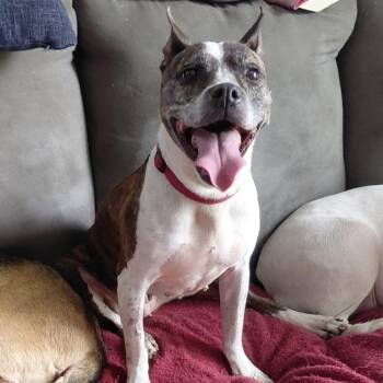Pit Bull Terrier and Mixed Breed Dogs Available for Adoption in Avon, Ohio - Cricket (Yara) | PetCurious