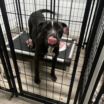 Terrier Dogs Available for Adoption in St. Louis, Missouri - Bear | PetCurious