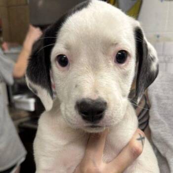 Frito Pie -  Mixed Breed Dog for Adoption in Buffalo, Minnesota - Frito Pie | PetCurious