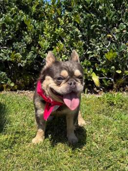 French Bulldog Dogs Available for Adoption in Mission Viejo, California - Vito Frenchalini | PetCurious