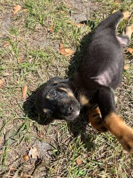 German Shepherd Dog and Black Labrador Retriever Dogs Available for Adoption in Douglas, Georgia - Milo | PetCurious