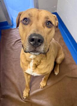 Retriever and Hound Dogs Available for Adoption - Timber  | PetCurious