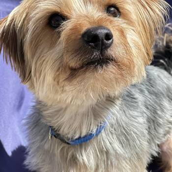 Yorkshire Terrier Dogs Available for Adoption - BISCUIT | PetCurious