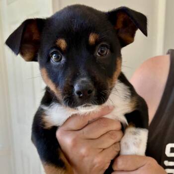 Mixed Breed Dogs Available for Adoption in Sonoma, California - Cleo | PetCurious