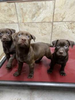 Chip -  Labrador Retriever and Mixed Breed Dog for Adoption in Morton Grove, Illinois - Chip | PetCurious