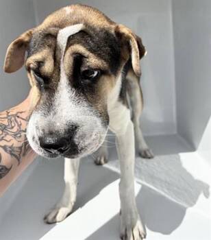 A660549 -  Shar Pei and Mixed Breed Dog for Adoption in Houston, Texas - A660549 | PetCurious