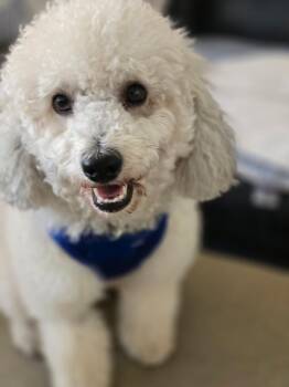 Bouncy Boba and Mischievous Mocha -  Bichon Frise and Goldendoodle Dog for Adoption in Carlsbad, California - Bouncy Boba And Mischievous Mocha | PetCurious