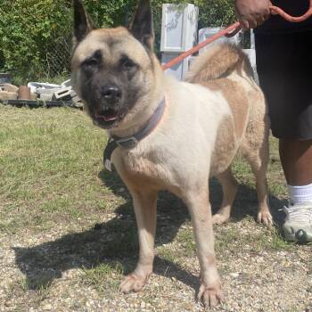 Ms. Bearmont -  Akita and Shepherd Dog for Adoption in Hattiesburg, Mississippi - Ms. Bearmont | PetCurious