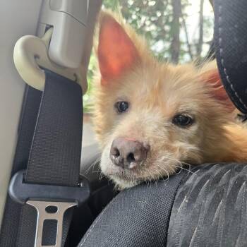 Marge -  Chow Chow and Terrier Dog for Adoption in Helena, Alabama - Marge | PetCurious