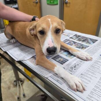 Lilo - 071607U -  Mountain Cur and Mixed Breed Dog for Adoption in Tupelo, Mississippi - Lilo - 071607U | PetCurious