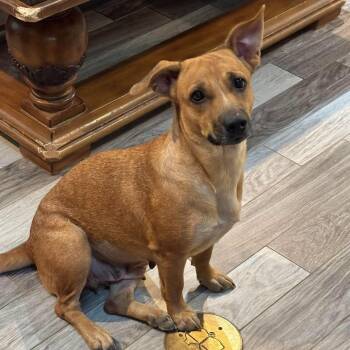 Kanga -  Cattle Dog and Australian Cattle Dog Blue Heeler Dog for Adoption in Warren, Rhode Island - Kanga | PetCurious