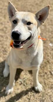 Rescue Husky Dogs for Adoption in Great Bend, Kansas - Mercury | PetCurious