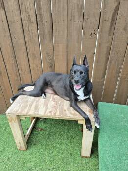 Shepherd and Pit Bull Terrier Dogs Available for Adoption - Isabell  | PetCurious