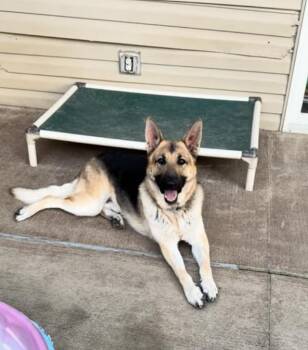 German Shepherd Dog Dogs Available for Adoption in Greeneville, Tennessee - Nico | PetCurious