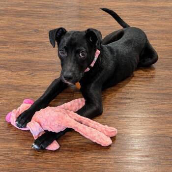 Florenta -  Mixed Breed Dog for Adoption in Fredericksburg, Virginia - Florenta | PetCurious