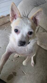 NOODLES -  Pug and Chihuahua Dog for Adoption in Reed City, Michigan - NOODLES | PetCurious