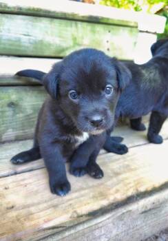 Rottweiler and German Shepherd Dog Dogs Available for Adoption in Wake Forest, North Carolina - Gator | PetCurious