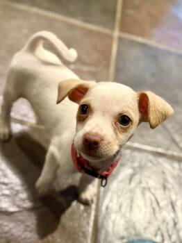 Shmicka -  Chihuahua Dog for Adoption in Tucson, Arizona - Shmicka | PetCurious
