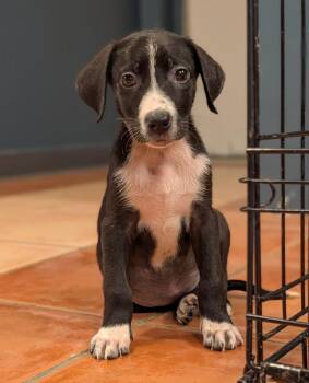 Roxie - Blytheville Litter of 8 -  Australian Shepherd and Labrador Retriever Dog for Adoption in Horn Lake, Mississippi - Roxie - Blytheville Litter Of 8 | PetCurious