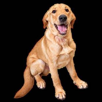 Java Set Chicken 14 Available Dogs for Adoption near Keyser, West Virginia | PetCurious